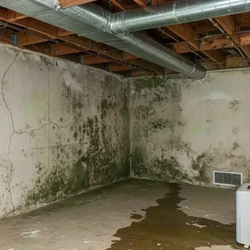 Professional Mold Removal in Cuba, MO